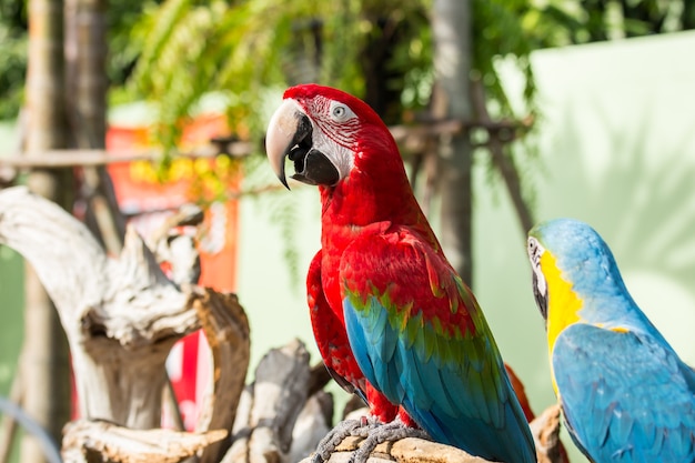 Macaws