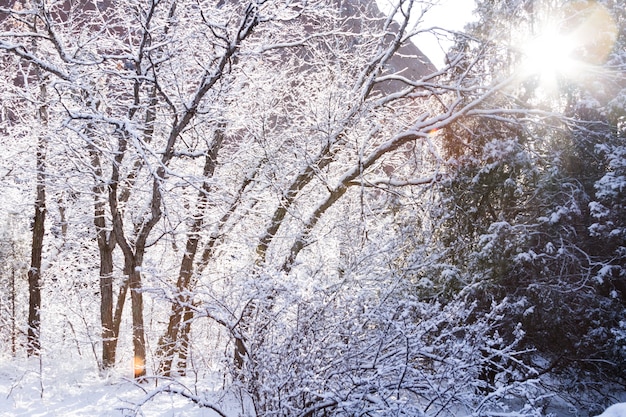 Macchia di quercia ricoperta di neve fresca.