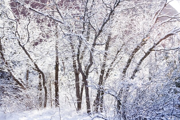 Macchia di quercia ricoperta di neve fresca.