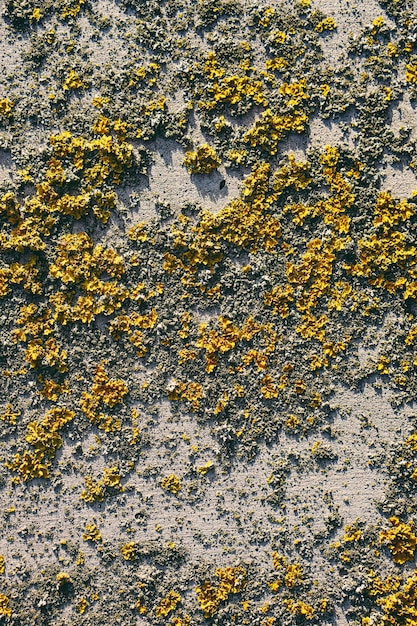 Macchia il fungo giallo del muschio sul fondo concreto del muro di cemento