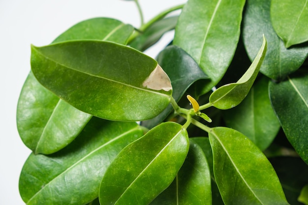 Macchie bianche sulla foglia verde del gelsomino pianta d'appartamento