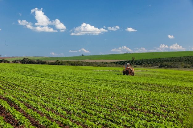 Macchina che lavora al campo di arachidi sotto un cielo blu. Agricoltura.