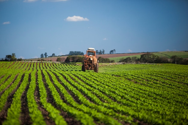 Macchina che lavora al campo di arachidi sotto un cielo blu. Agricoltura.