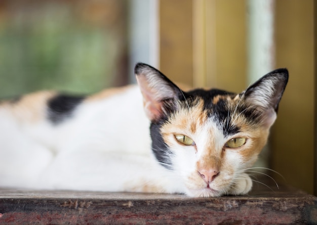 macchina da guardare del gatto