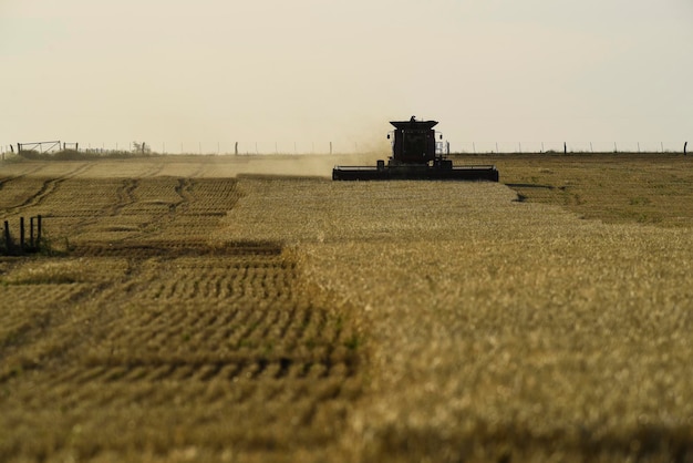 Macchina mietitrice raccolta nella campagna argentina provincia di Buenos Aires Argentina