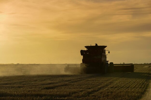 Macchina mietitrice raccolta nella campagna argentina provincia di Buenos Aires Argentina