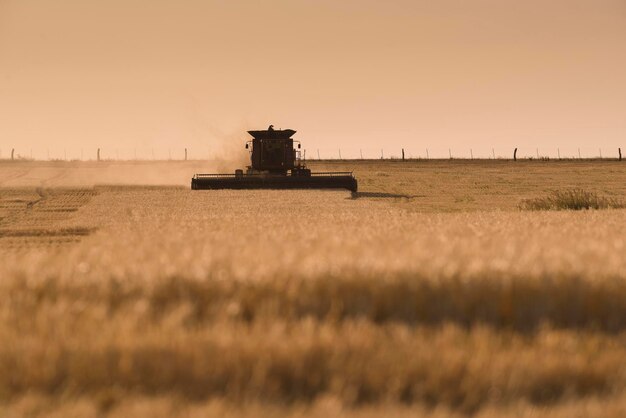 Macchina mietitrice raccolta nella campagna argentina provincia di Buenos Aires Argentina