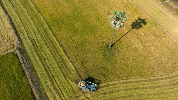 Macchina per auto mietitrice vista dall'alto per raccogliere la lavorazione dell'albero del campo di riso