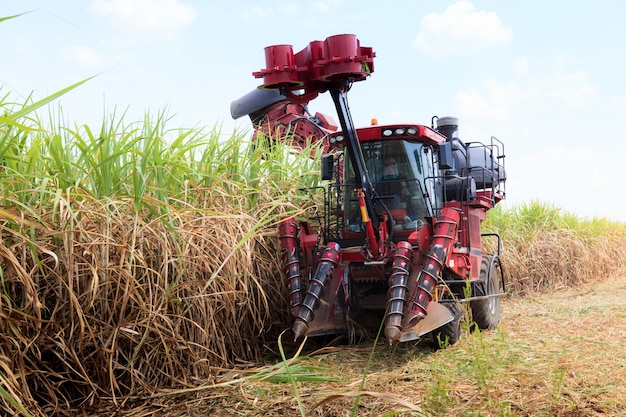 Macchina per la raccolta della canna da zucchero