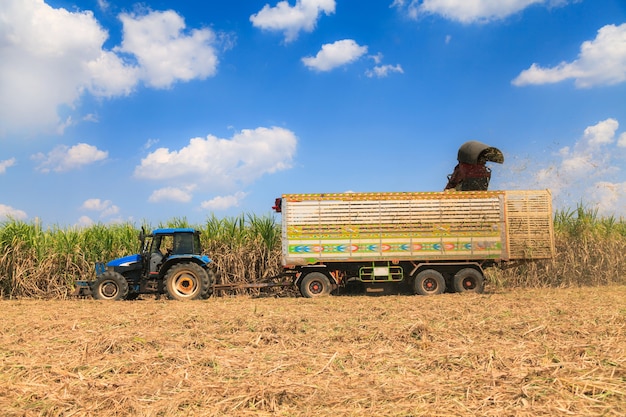 Macchina per la raccolta della canna da zucchero