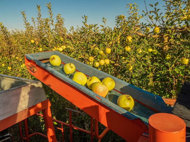 Macchina per la raccolta e la cernita delle mele nel campo in pieno raccolto