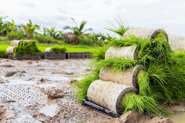 Macchine e tecnologie innovative per la semina del riso per gli agricoltori in Thailandia