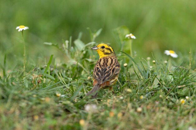 Macho of Yellowhammer nelle luci del tardo pomeriggio