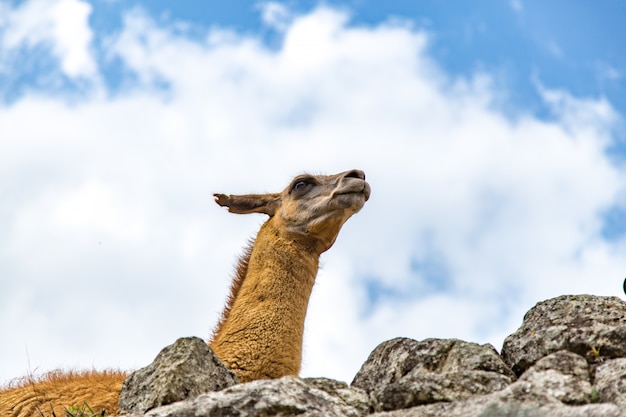 Machu Picchu, Cusco, Perù, Sud America.