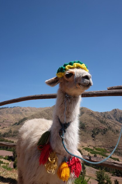 Machu Picchu, in Perù