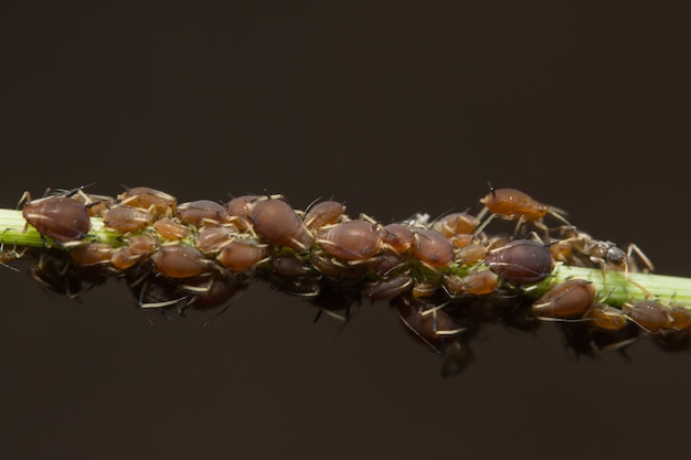 Macro afidi di pisello (nome scientifico: Aphis craccivora Koch.)