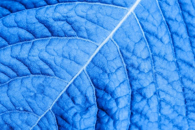 Macro astratta della foglia blu per fondo