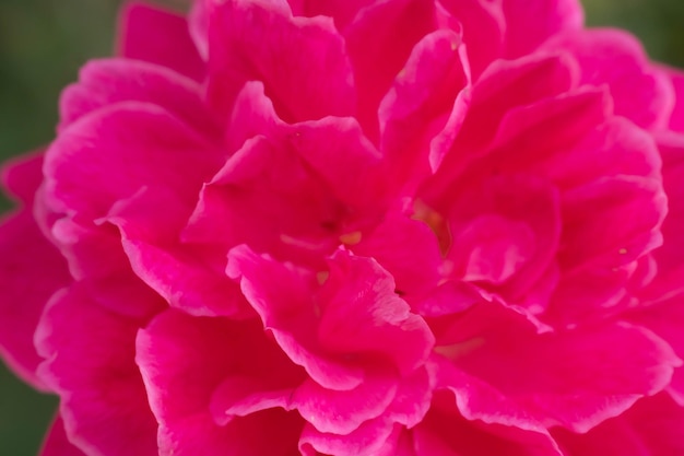 Macro astratto reale bella natura sfondo carino rosa brillante viola delicato morbido petali fioritura tropicale fiore pianta fiore floreale design botanico arredamento saluto felice estate sole umore carta