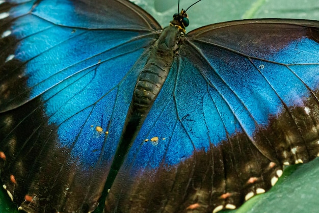 Macro bella farfalla Morpho helenor