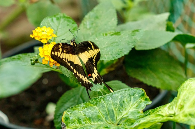 Macro bella farfalla Papilio thoas