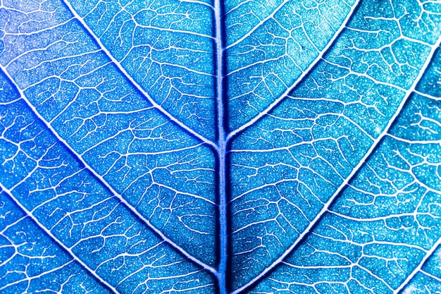 Macro blu foglia textureabstract foglia blu macro backgroundLeaf nervature e vene