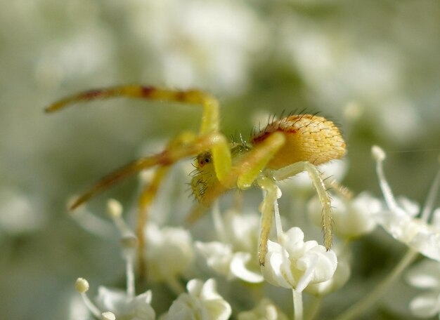 Macro close-up di un ragno granchio giallo