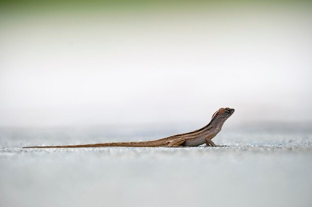 Macro closeup di lucertola soffiata da sola che si scalda sul sole estivo Anolis sagrei piccolo rettile originario della Florida USA