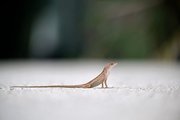 Macro closeup di lucertola soffiata da sola che si scalda sul sole estivo Anolis sagrei piccolo rettile originario della Florida USA