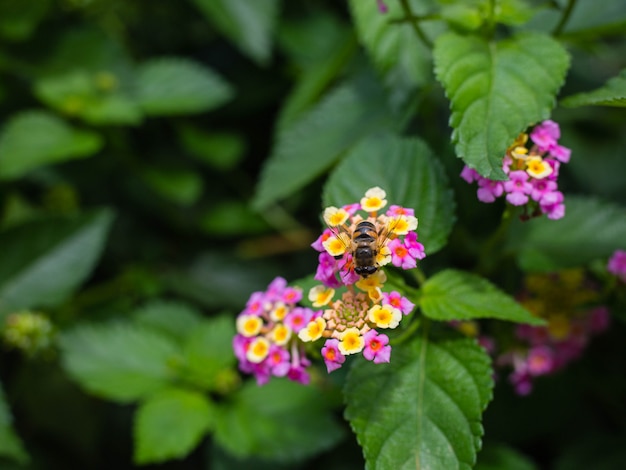 Macro closeup di un colorato ornamentale Hedge Fiore, piangendo Lantana, Lantana camara coltivata come miele ricco di nettare delle api