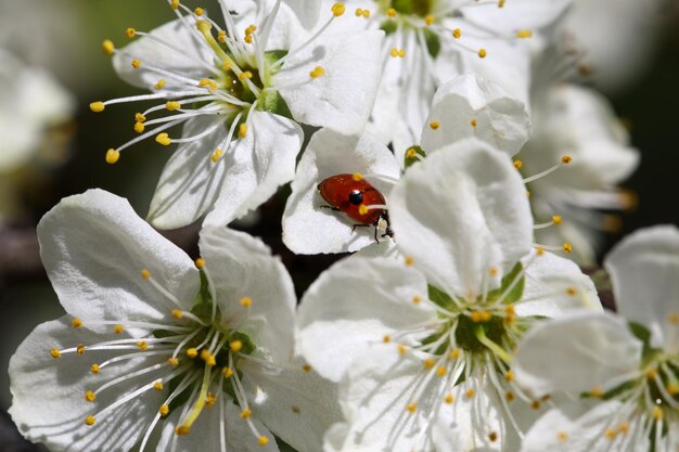 Macro coccinella sul ramo di ciliegio in fiore con piccoli fiori bianchi