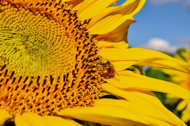 Macro del campo di girasole