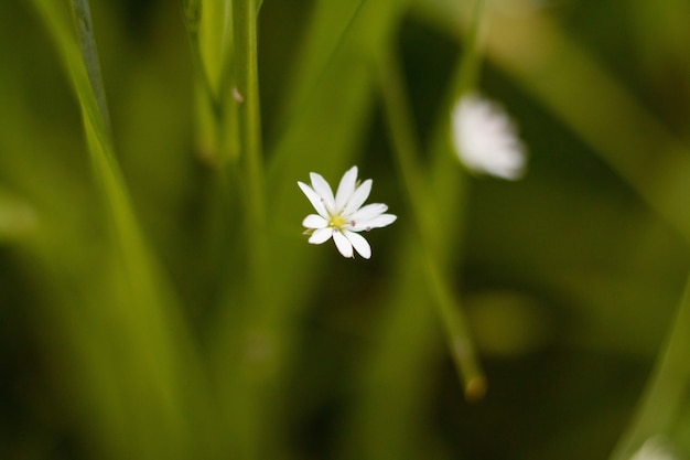 Macro del fiore bianco nella foresta.