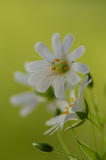 macro del fiore bianco su un verde