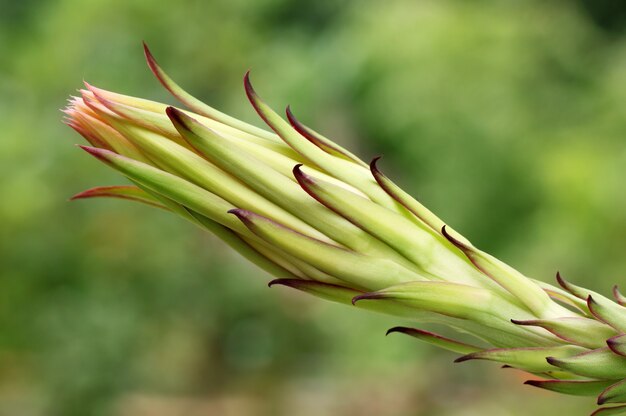 Macro del fiore del drago con il fuoco selettivo