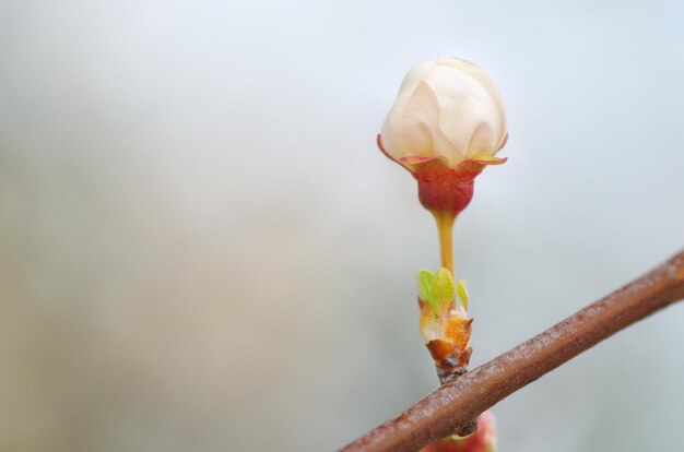 Macro del fiore del germoglio di primavera