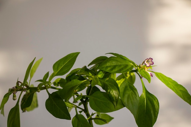 Macro del fiore dell'albero del peperoncino verde