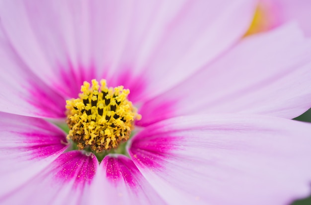 Macro del fiore dell'universo bipinnatus.