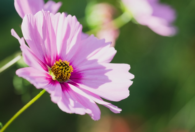 Macro del fiore dell'universo dei colori gialli e rosa.