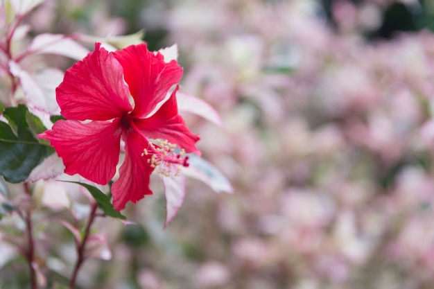 Macro del fiore dolce