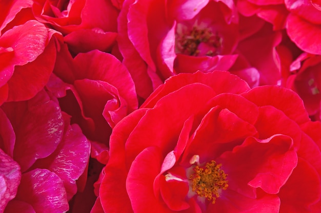 Macro del mazzo di belle rose rosse