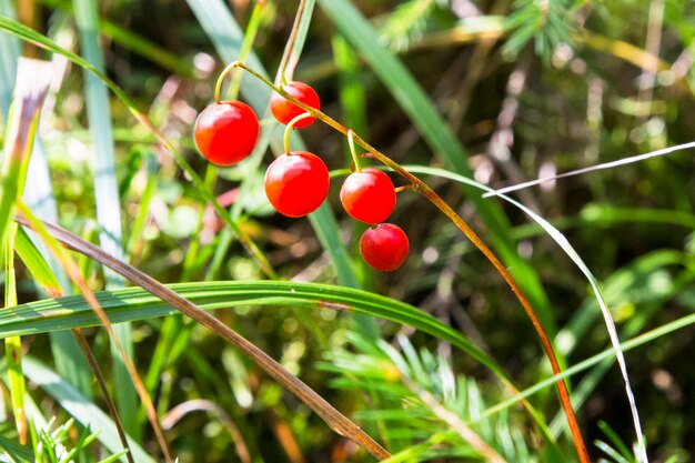 Macro del mughetto, Convallaria majalis, bacche rosse dell'albero su un singolo ramo sullo sfondo di una foresta verde in autunno. Frutti velenosi del mughetto.