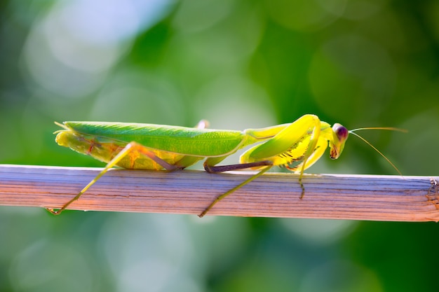 macro del primo piano dell&#39;insetto del mantide di preghiera