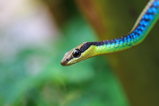 Macro del serpente bronzeback dipinto