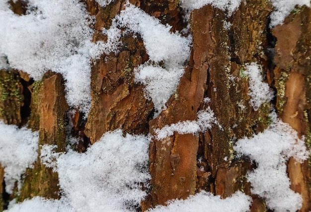 Macro del tronco di pino. Consistenza naturale della corteccia bianca coperta di neve