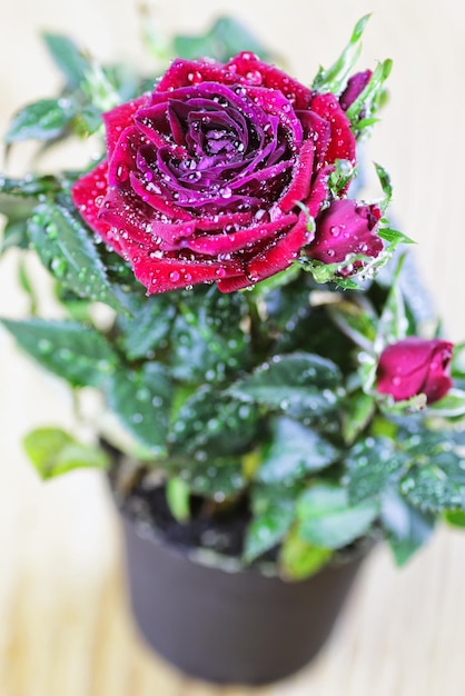 Macro del vaso di goccia della rosa