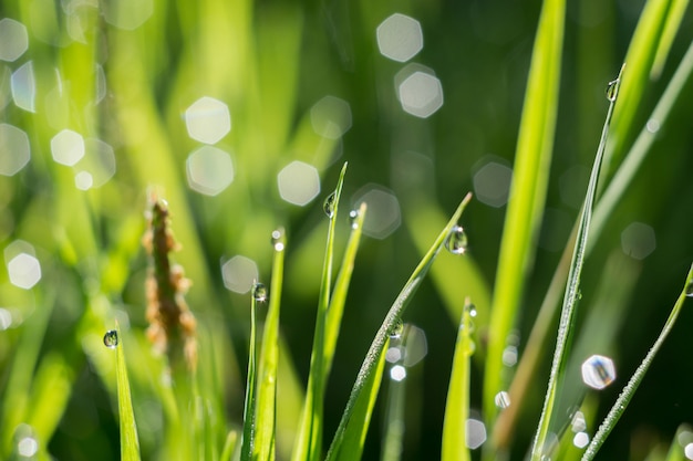 Macro dell&#39;erba di mattina