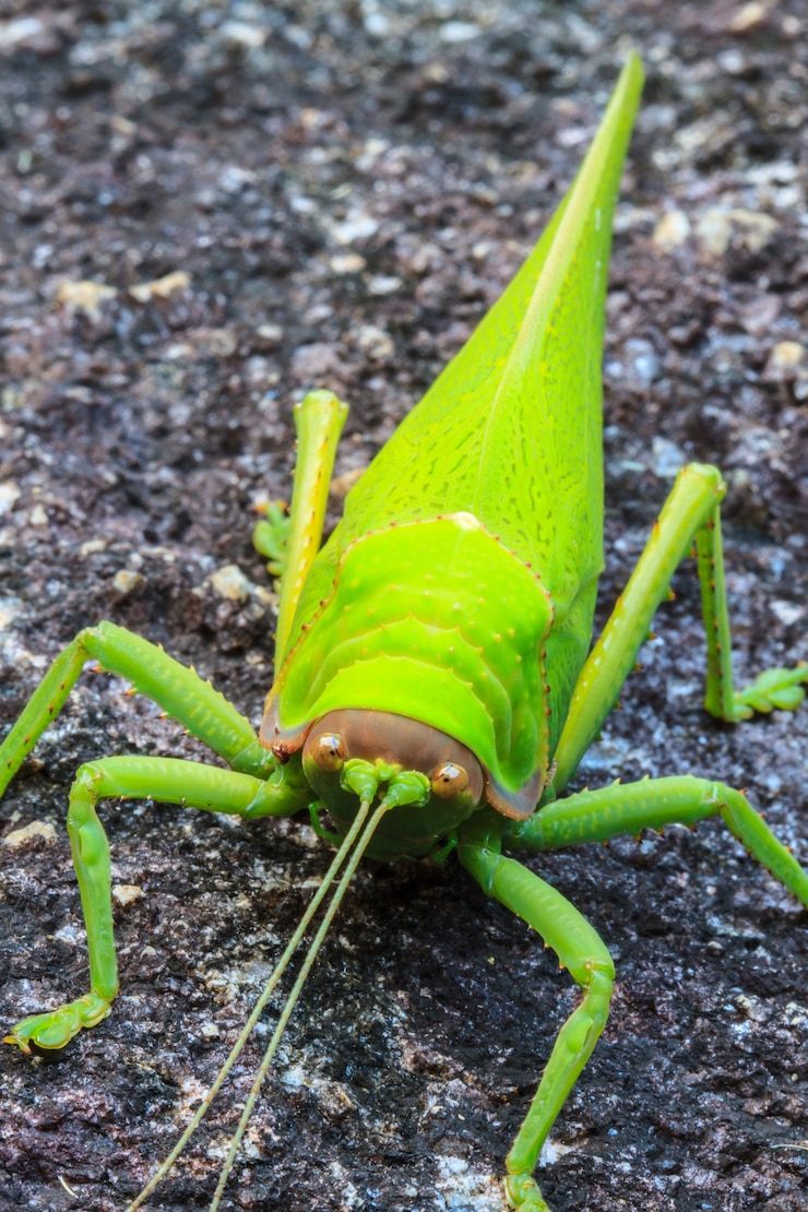 Foto macro della cavalletta sulla pietra