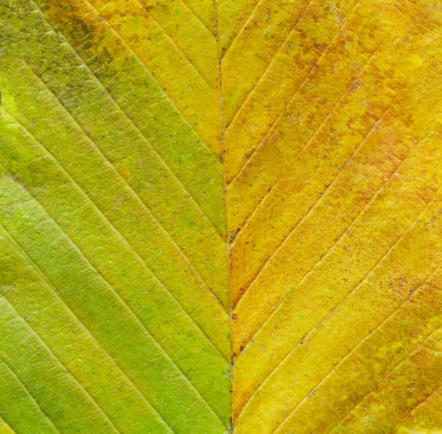 Macro della foglia dell&#39;albero di verde di autunno