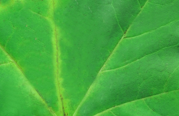 Macro della foglia dell'albero di verde di autunno