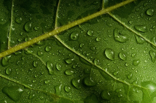 Macro della foglia di albero verde